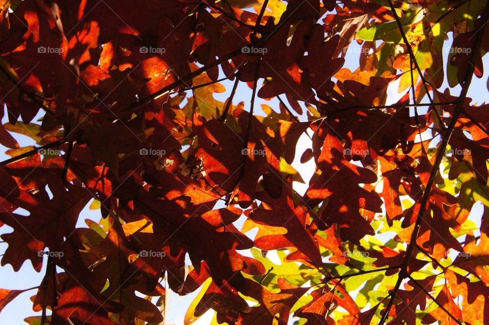 Oak Leaves