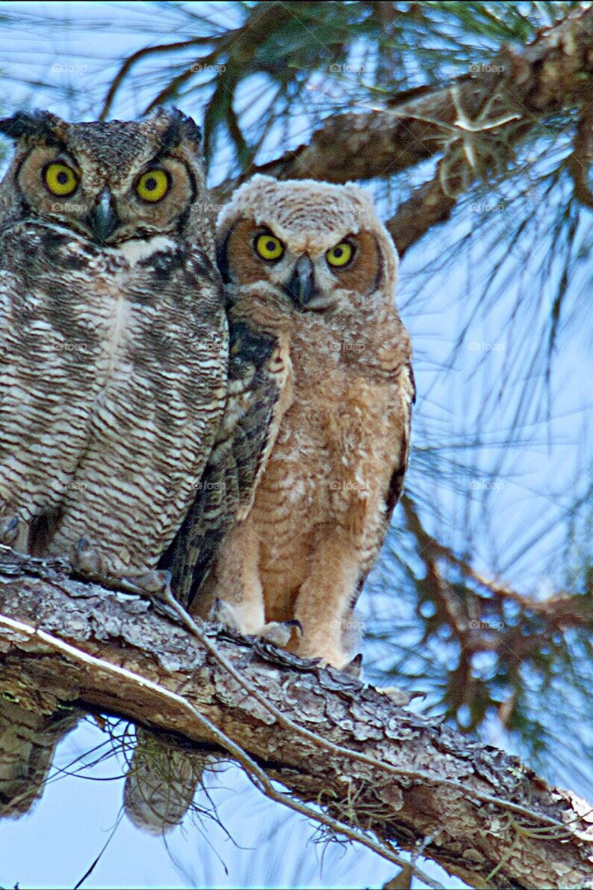 Great Horned Owl and Owlet with wide beautiful eyes.