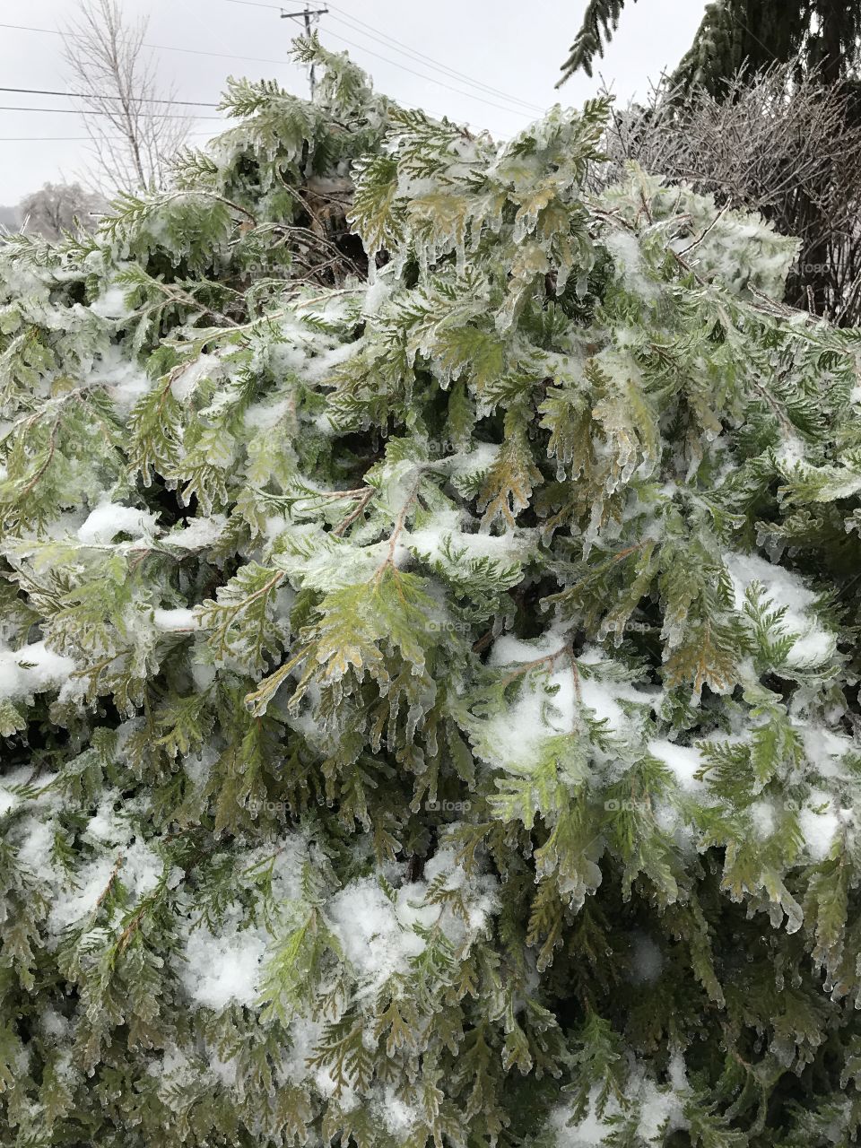 Frozen shrub