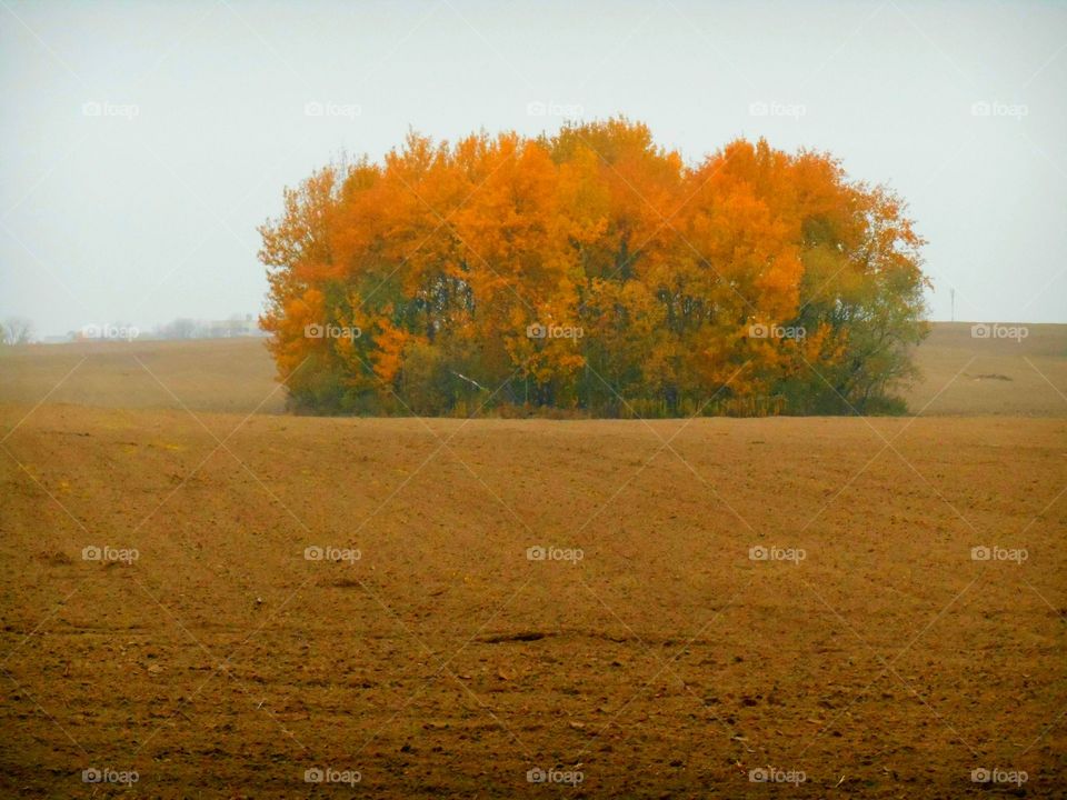 Autumn trees growing in empty landscape