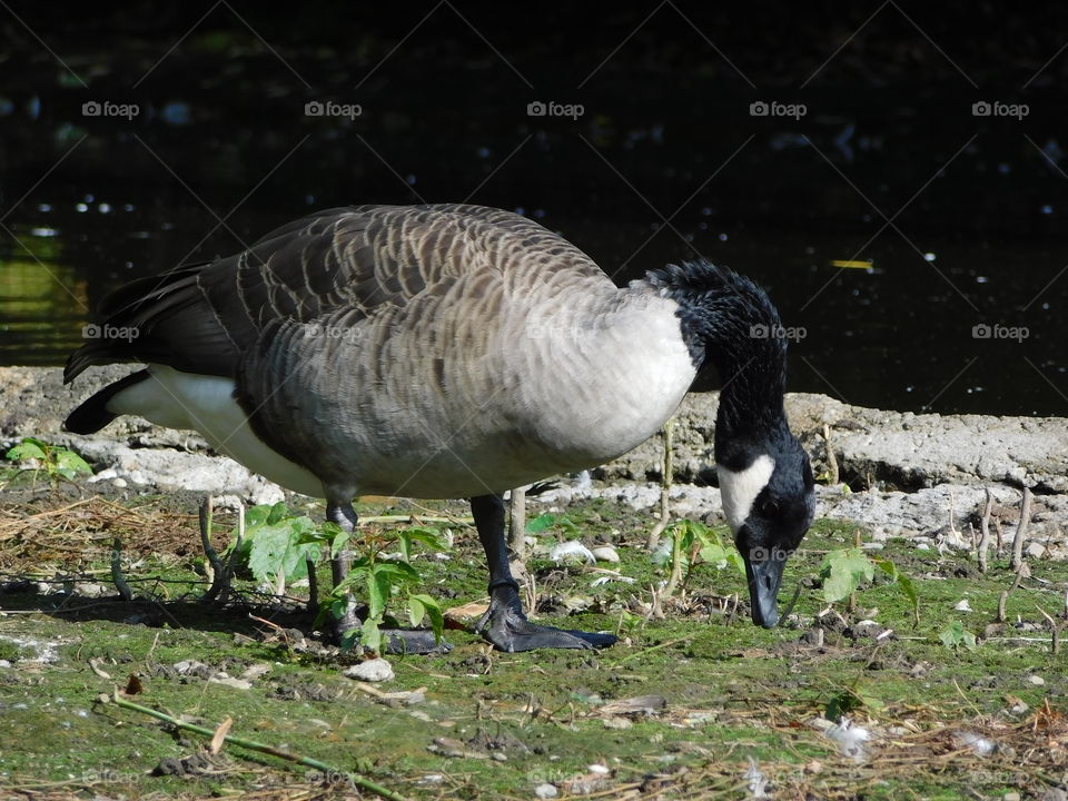 canada goose