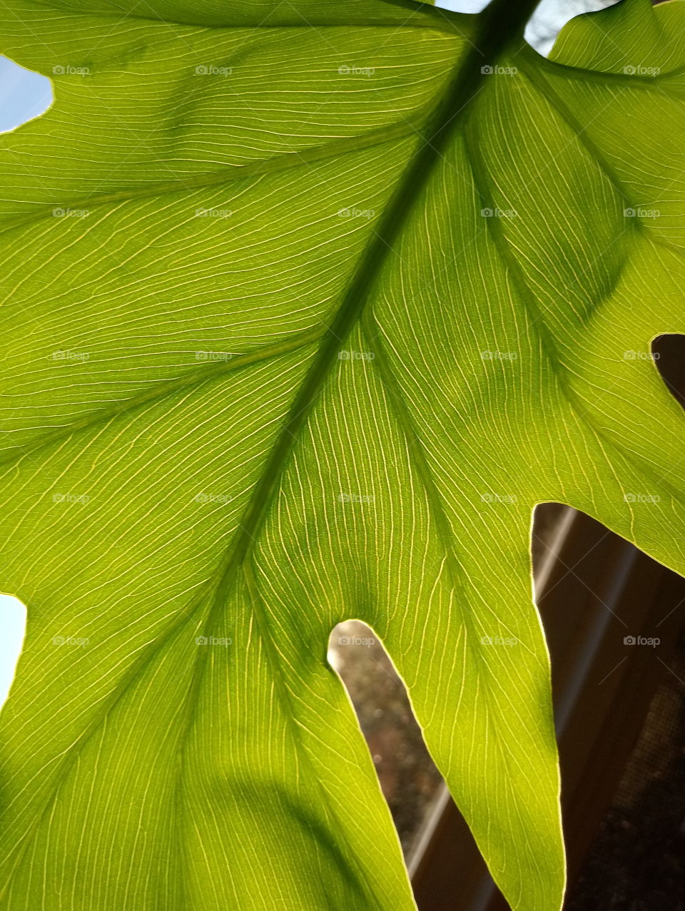 close up philodendron green leaf showing light and veins through leaf