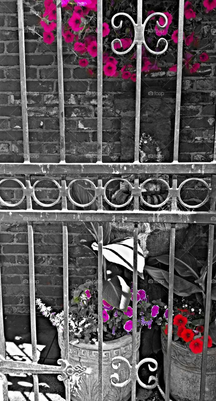 Cages flowers