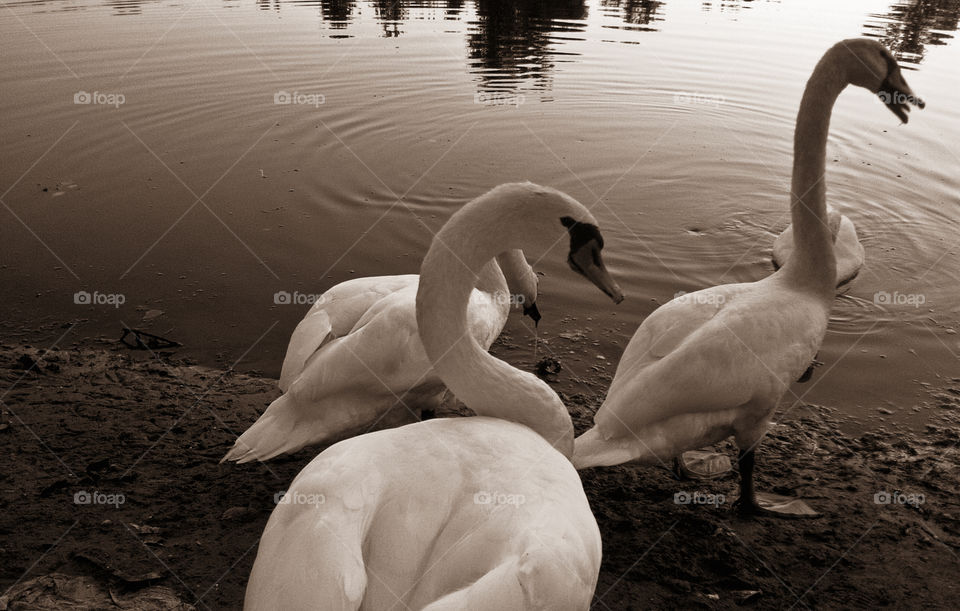 swans, black and white