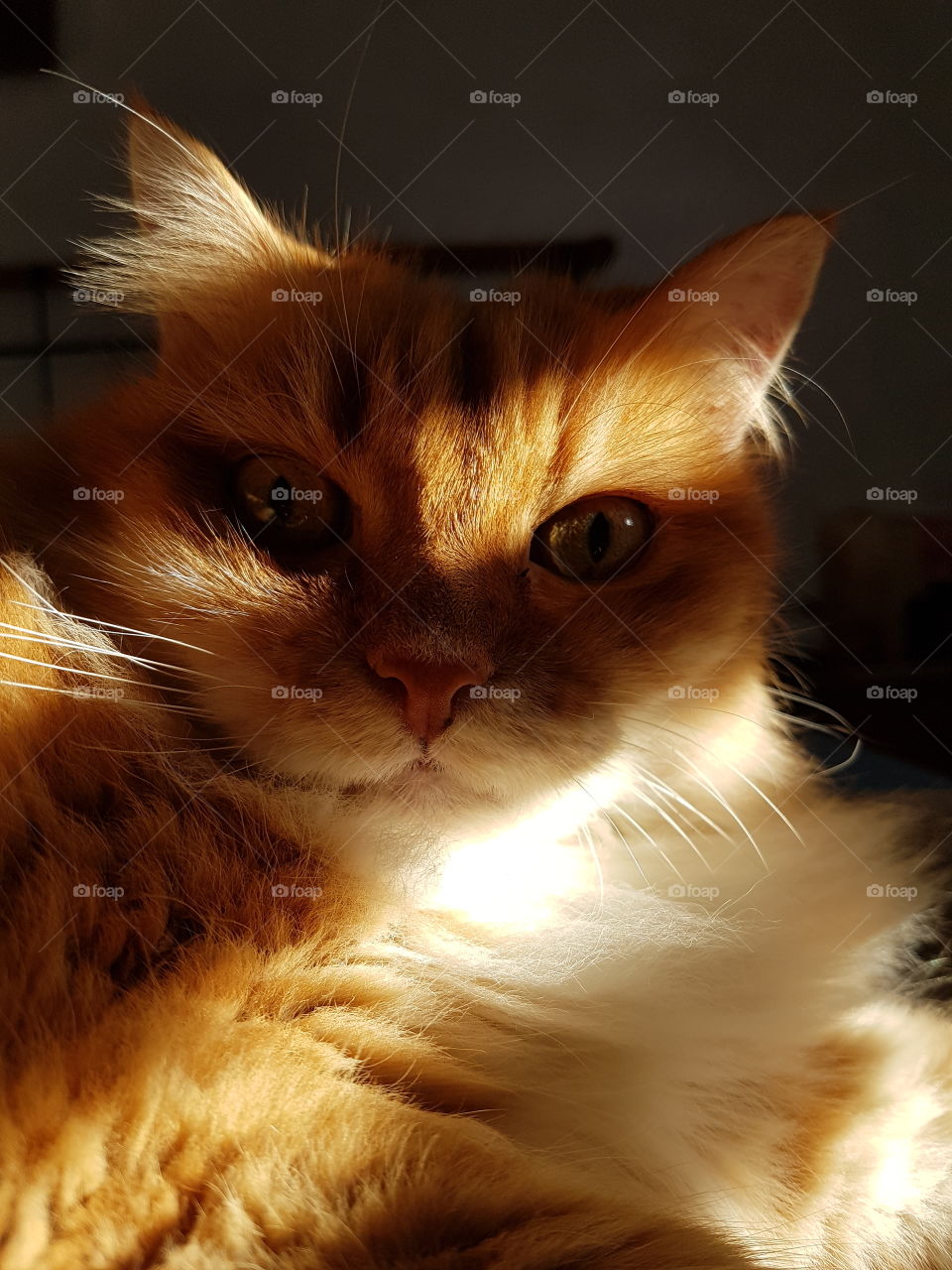 cat in the sun