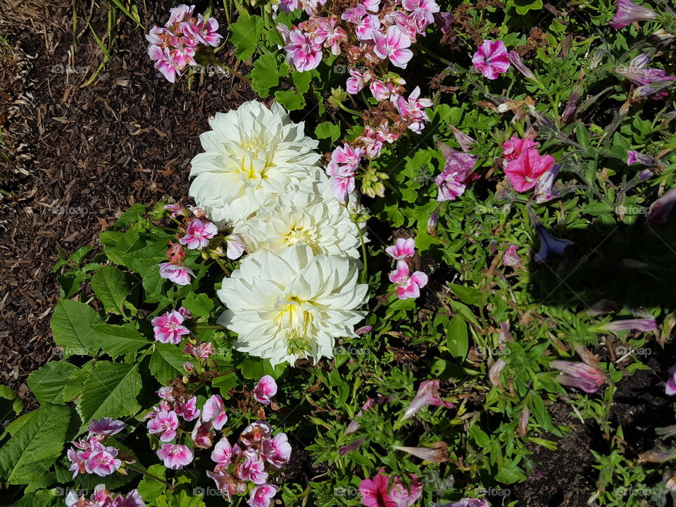 flowers