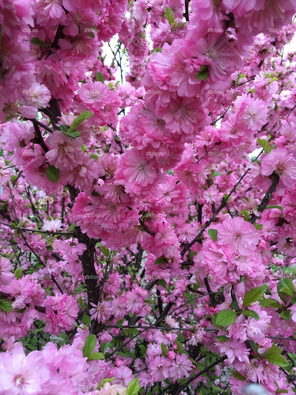 #Sakura # nature # beautiful tree # photo without processing # iPhone 6s