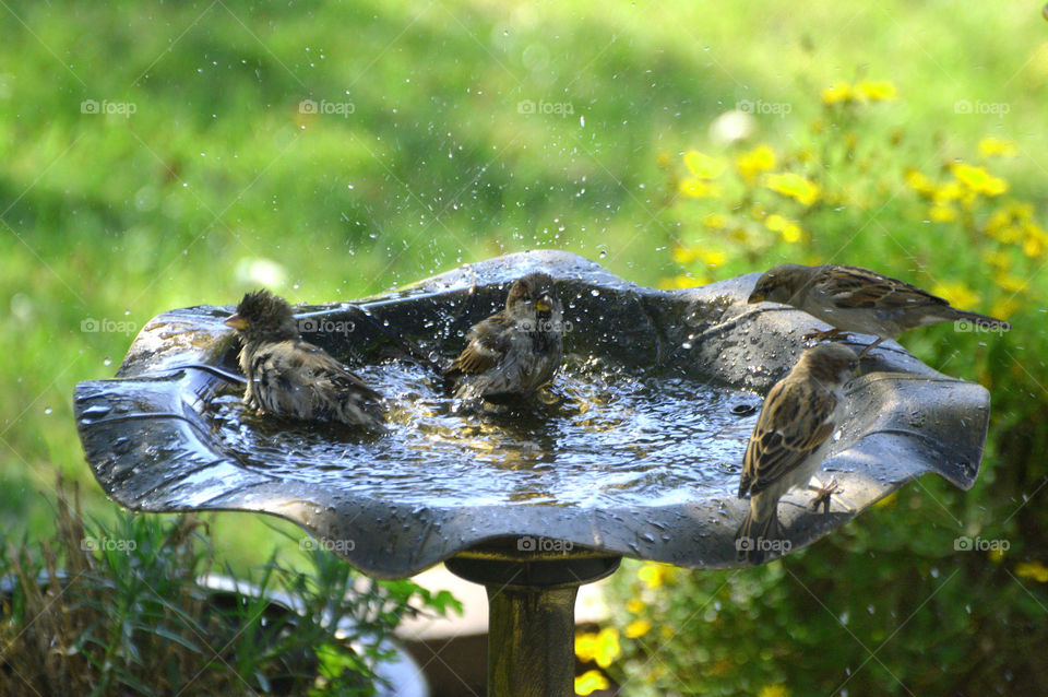Birds enjoy a bath in my front yard. 