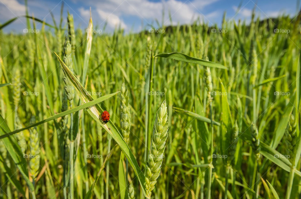 Ladybug on green wheat