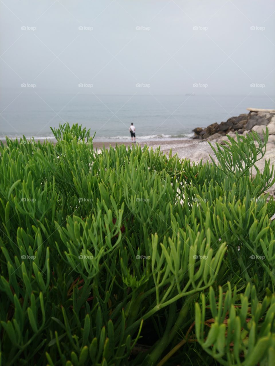 Beautiful plant near the sea