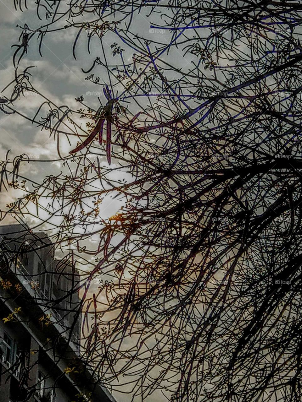The messy beauty of the branches and tree fruits in the dusk.