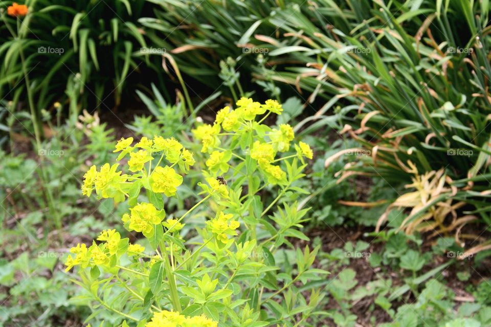 beautiful floral splendor