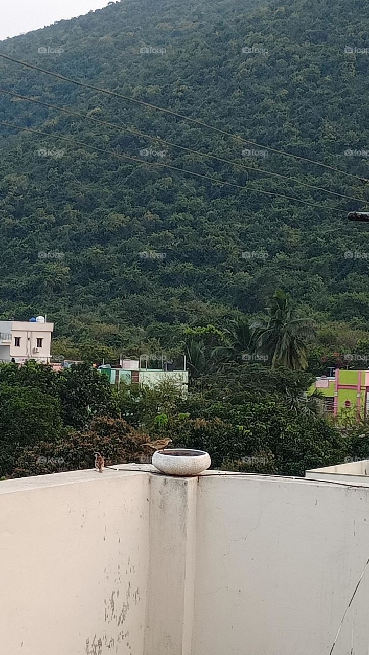 a beautiful hill place with little sparrows drinking water in a pot