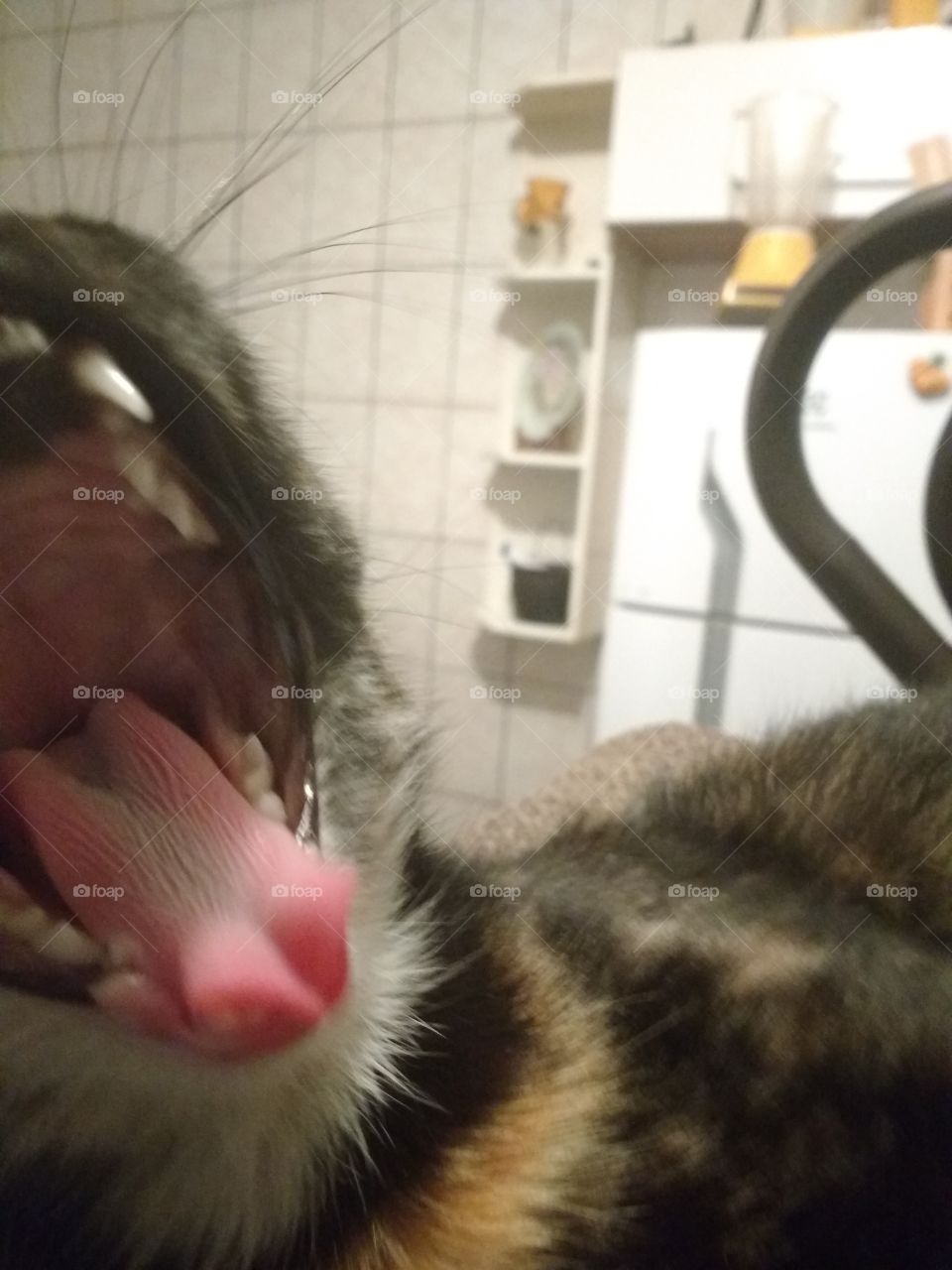 cat open mouth