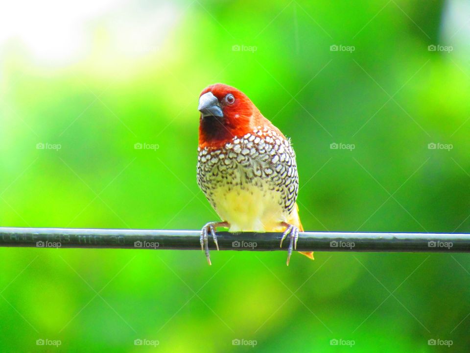 The scaly-breasted munia or spotted munia (Lonchura punctulata), known in the pet trade as nutmeg mannikin or spice finch, is a sparrow-sized estrildid finch native to tropical Asia.