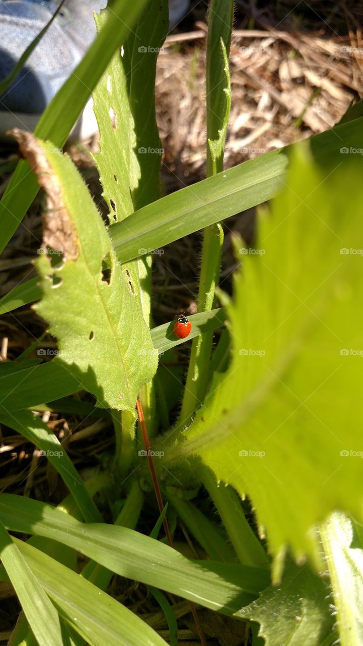 spotless ladybird 🐞 .