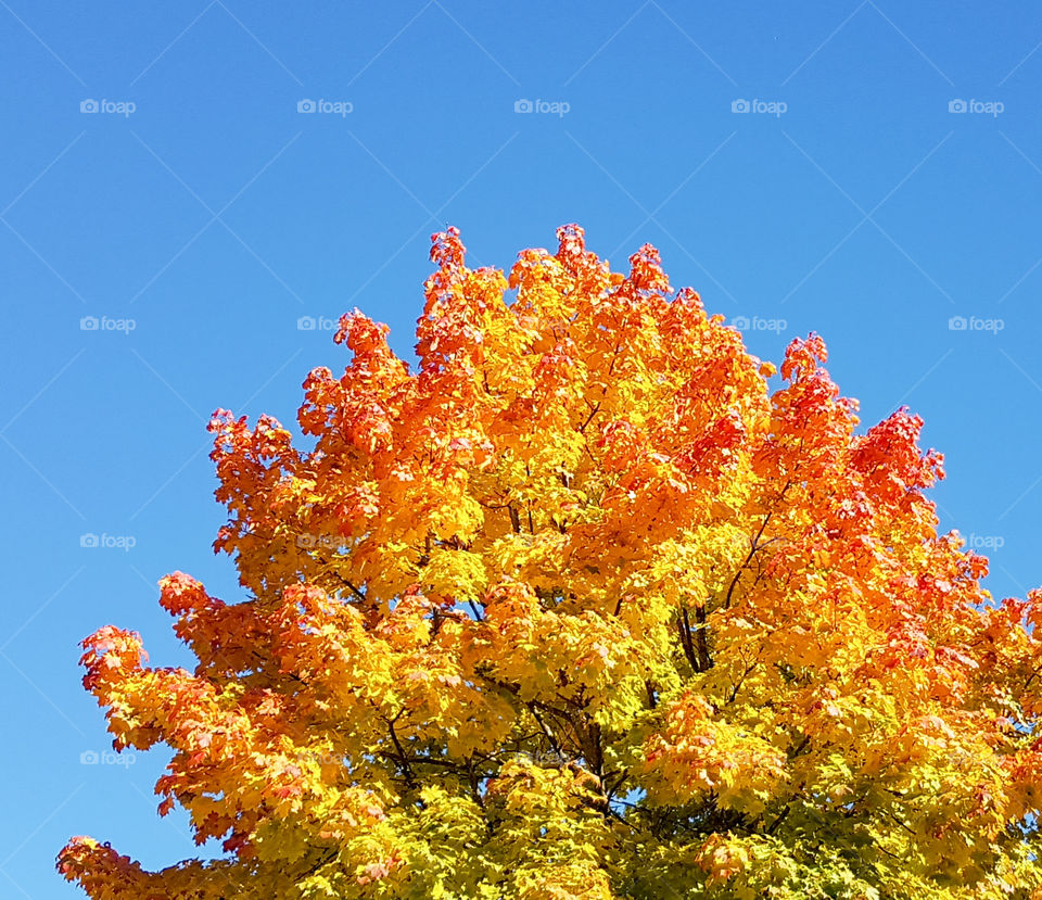 Coloration in progress!