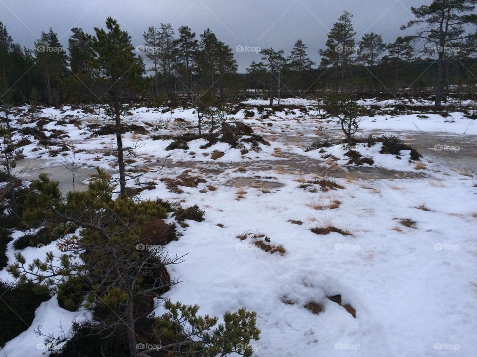 Frozen swamp land in sweden