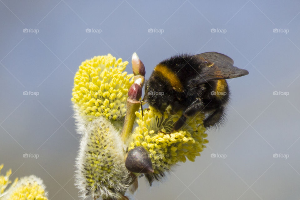 Bumblebee collecting pollen nectar willow twigs close-up
Humla samlar pollen nektar närbild