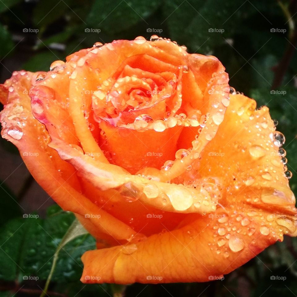 Orange Rose after a Spring Rain