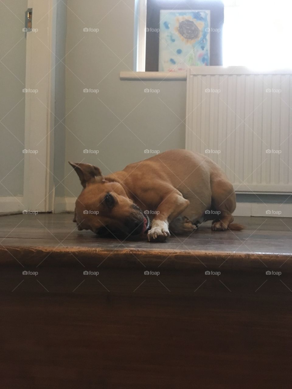 Chihuahua looking guilty at the top of the stairs...what have you done Jaffa?!!