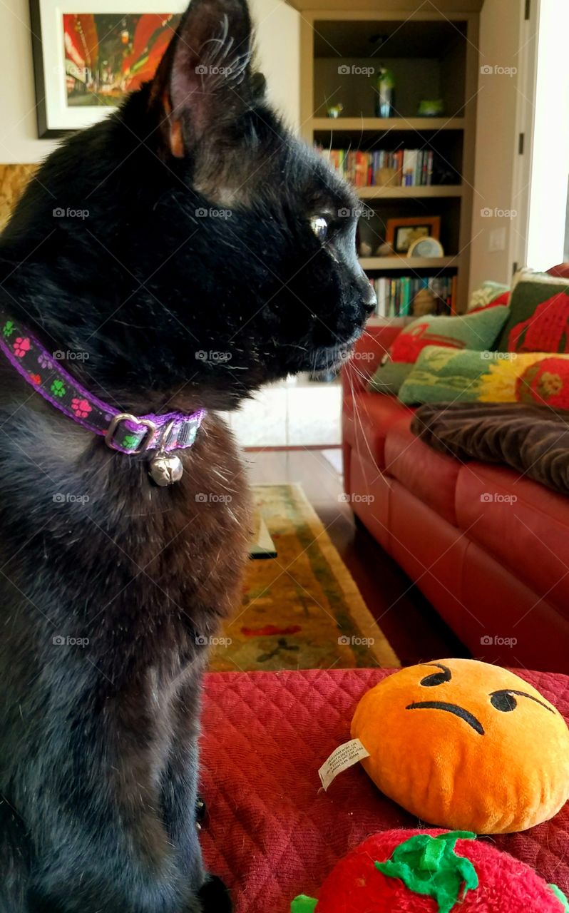 Black cat staring at frowning face on chew toy belonging to family dog