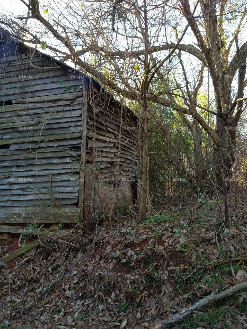 Old overgrown, abandoned house out in the woods