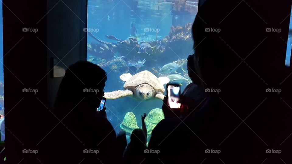 sea turtle selfie