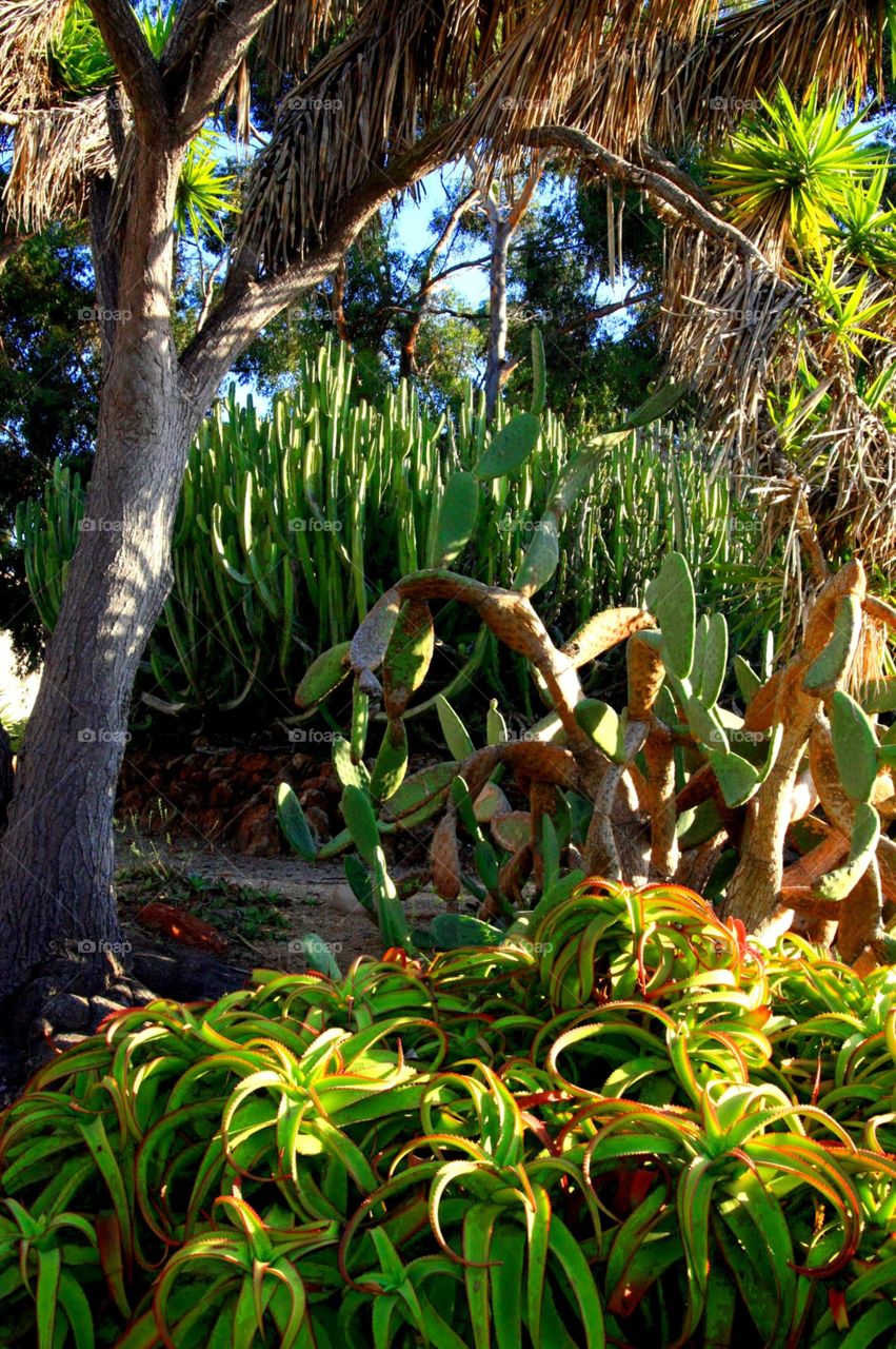 Balboa cacti