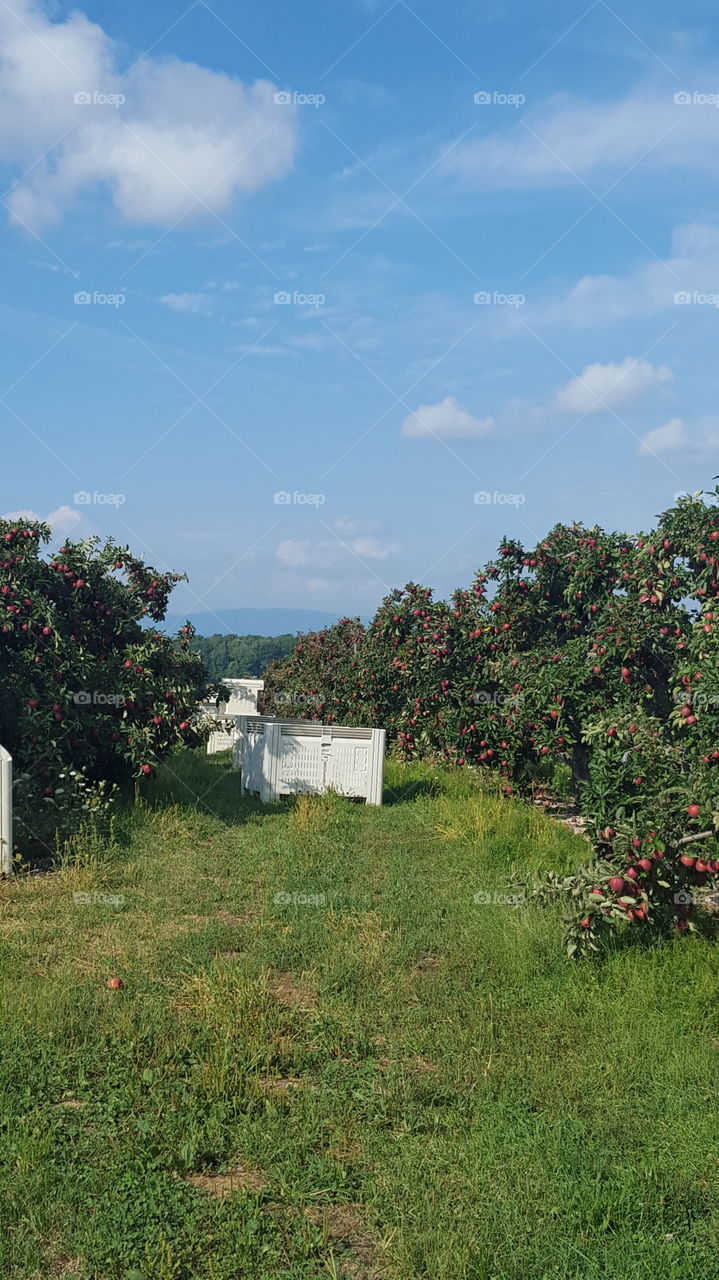 apples everywhere