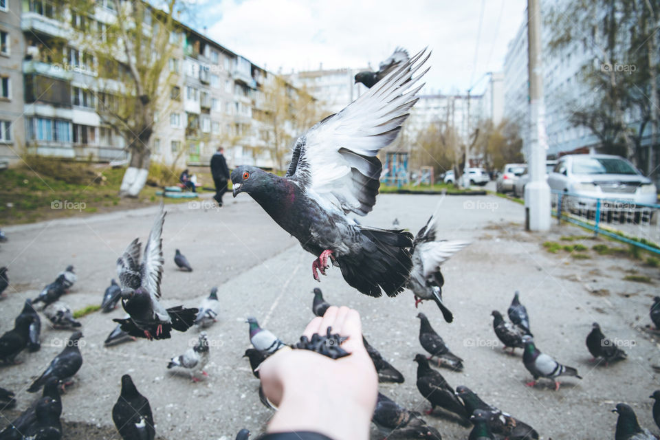 Feeding city doves