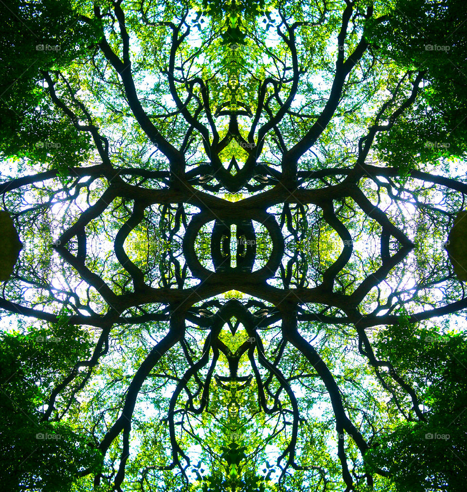 abstract symmetrical tree kaleidoscope