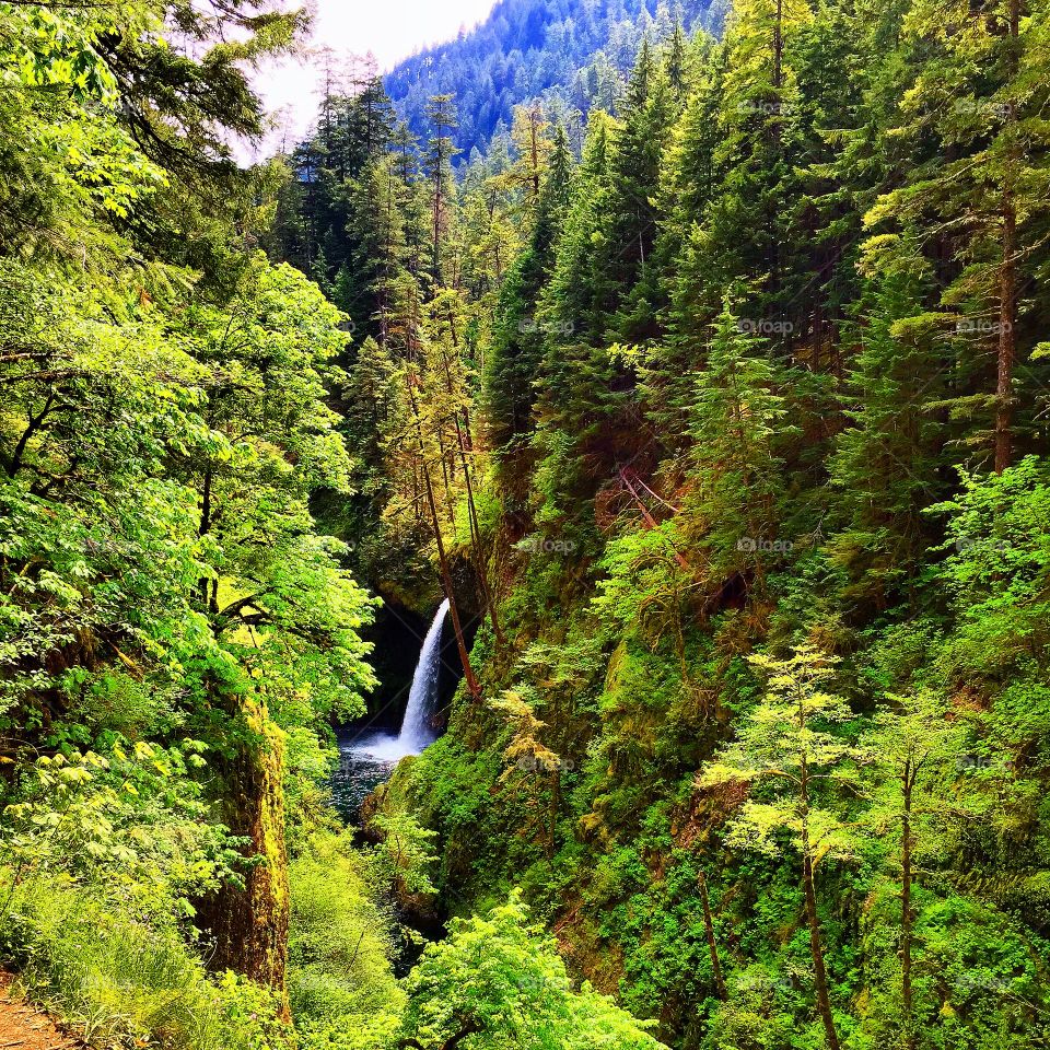 Distant Waterfall. Hidden waterfall along the Eagle Creek Trail in the Columbia River Gorge.