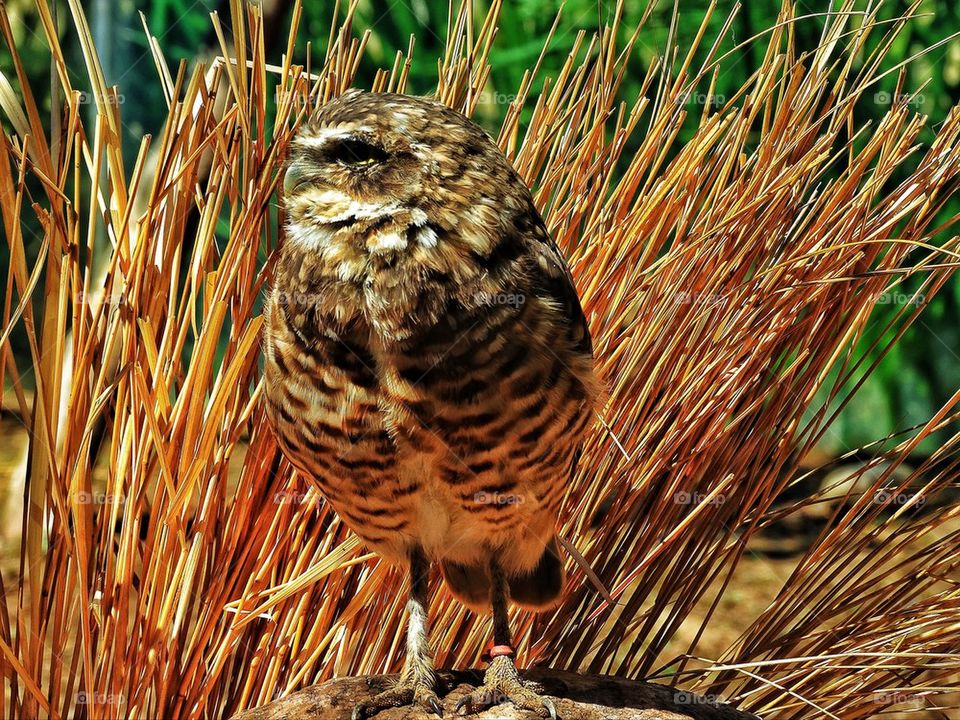 California burrowing owl