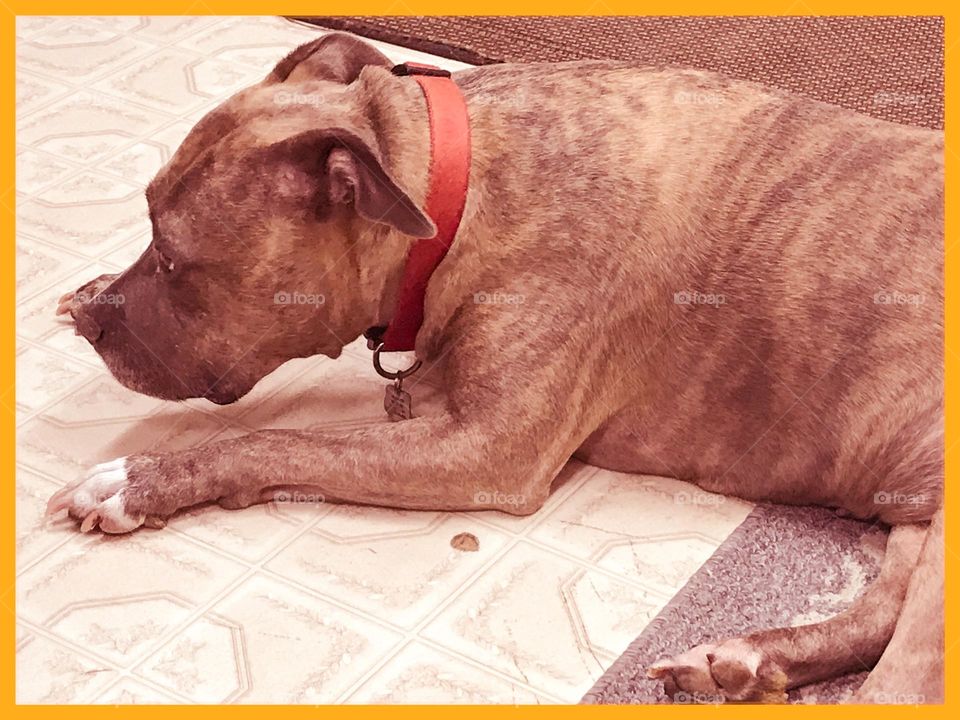 A pit bull named Diva.