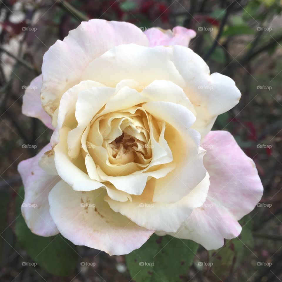 🌺Fim de #cooper!
Suado, cansado e feliz, alongando e curtindo a beleza das #flores (nossa #rosa sem filtros, de ontem).
🏁
#corrida #treino #flor #flower #flowers #pétalas #pétala #jardim #jardinagem #garden #flora #run #running #esporte #alongamento