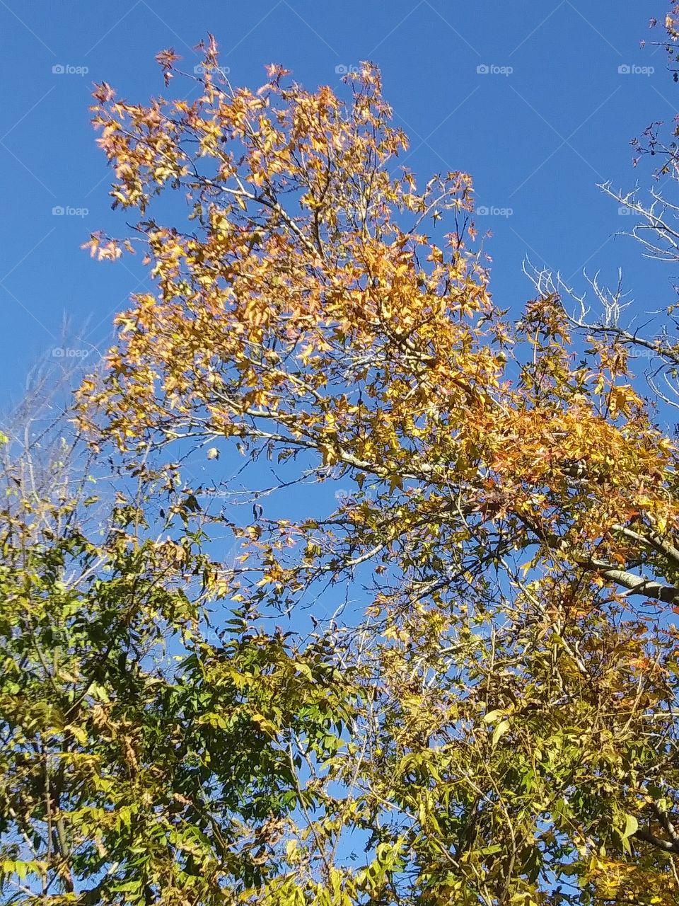 autumn leaves in the sun