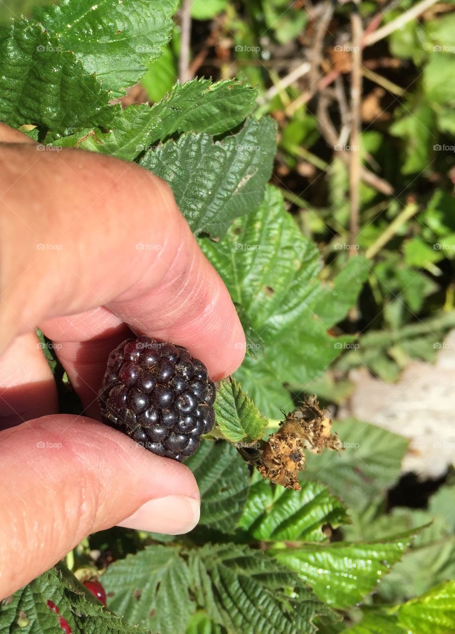 Picking berries 