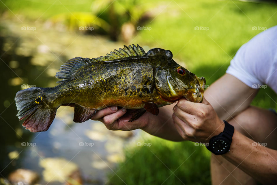 Exotic Peacock Bass Fish