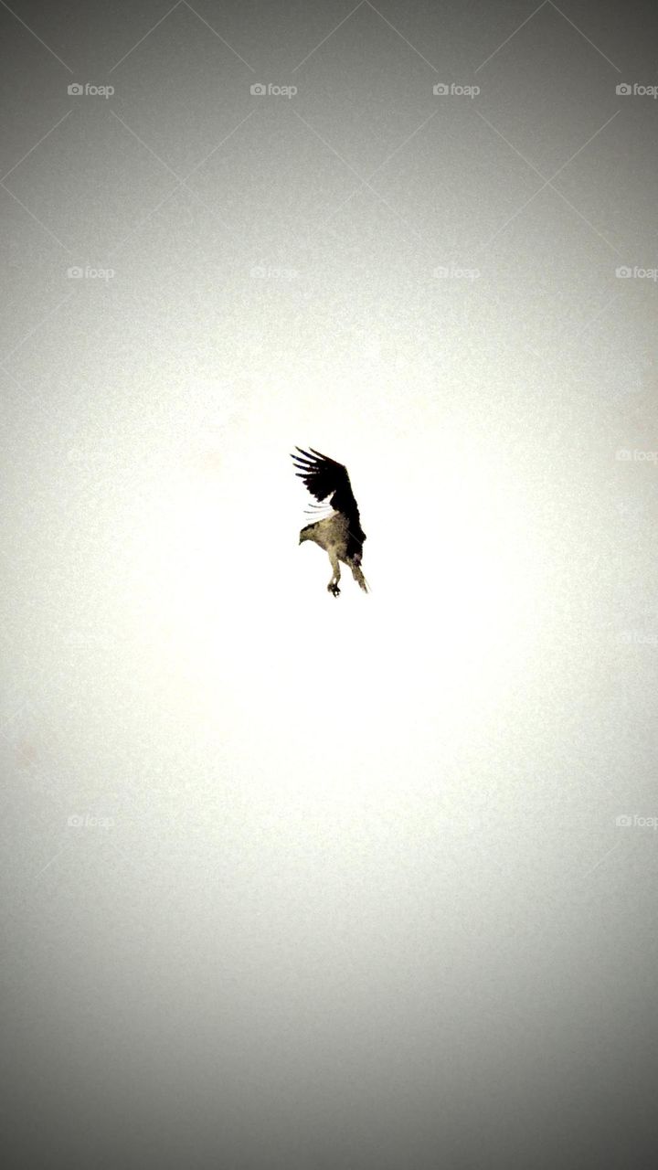 An Osprey just before diving for diving for a fish. 