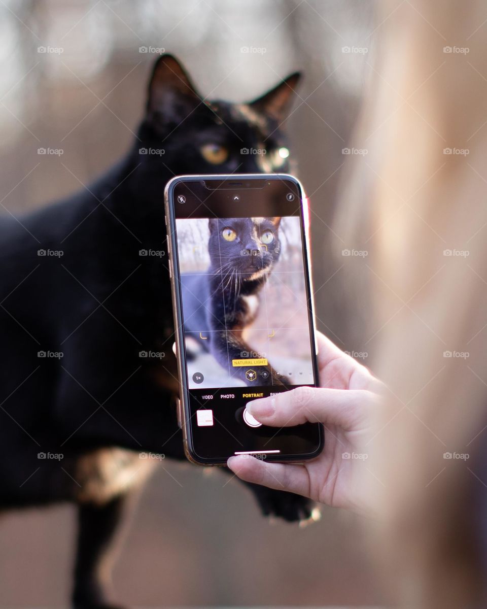 Cat getting ready for her smartphone portrait 