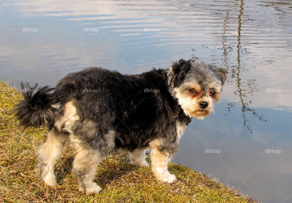 small dog on the pond