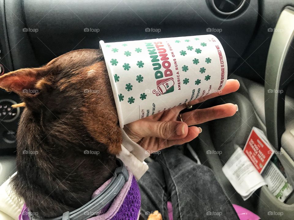 Even dogs run off of Dunkin’ 