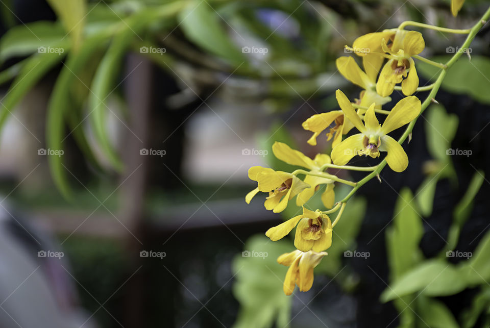 Beautiful yellow Orchid Background blurred leaves in the garden.