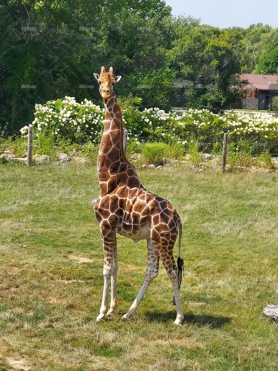 Older giraffe