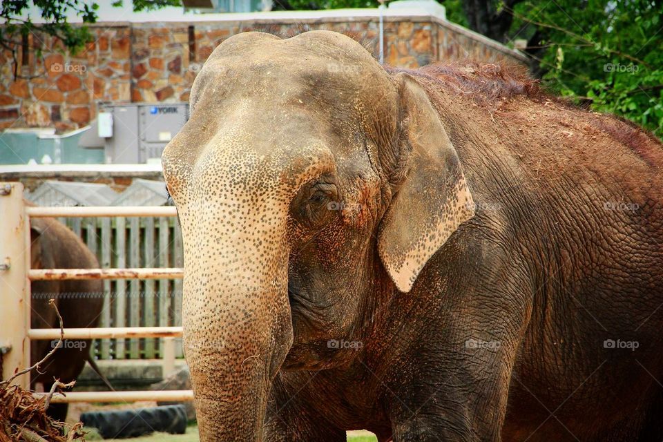 Elephant at The Little Rock Arkansas Zoo. 