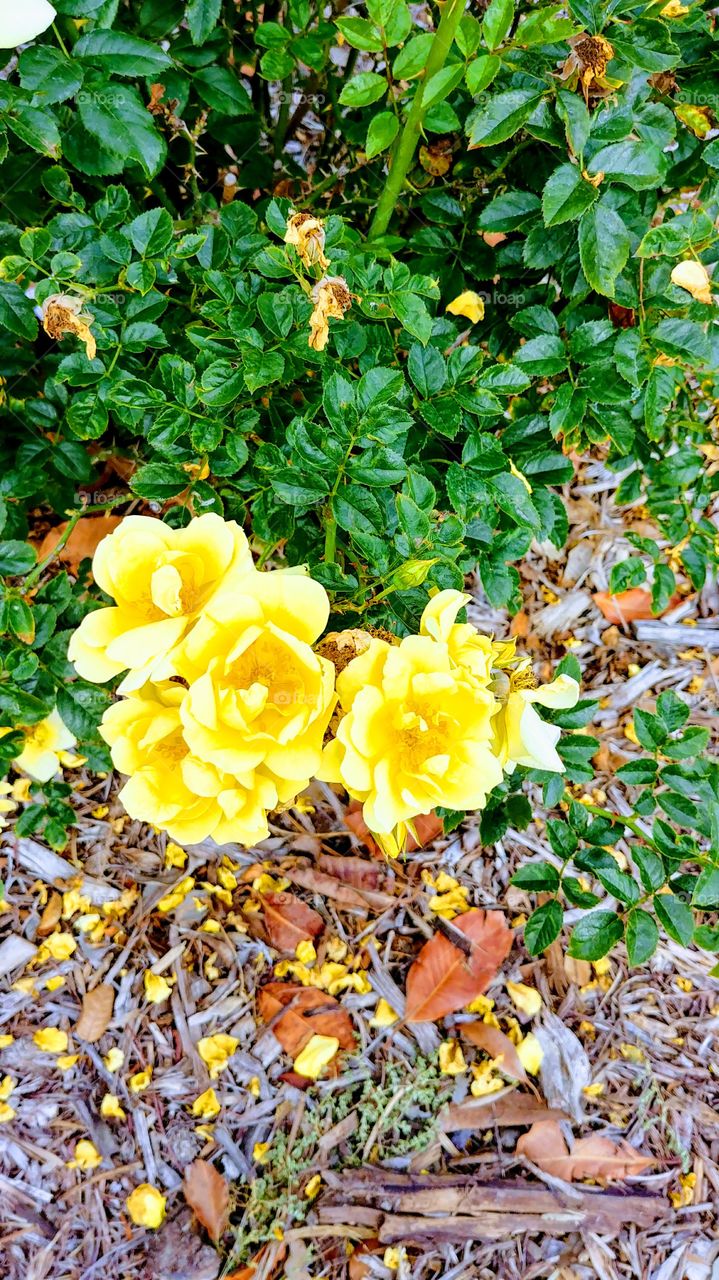 yellow green pasters