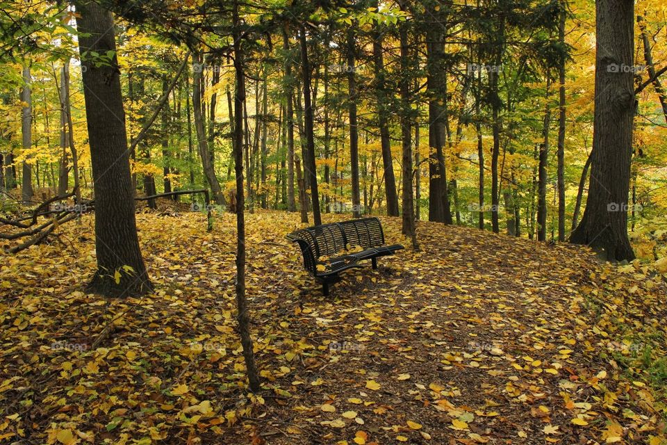 bench in fall. a bench in the gvsu arboretum in autumn