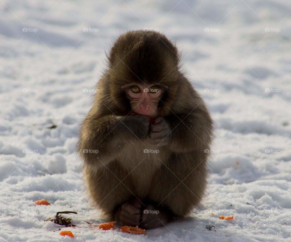 Here's a young snow monkey that I had the opportunity of shooting when it was -10 degrees C. 