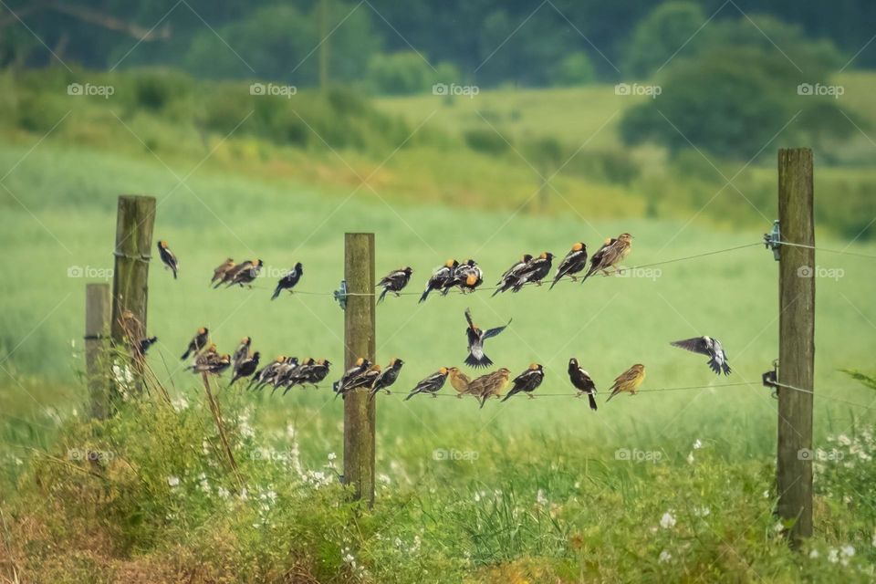 Migratory Bobolinks lineup on the fence